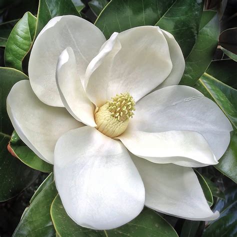 fruity magnolia|magnolia flower facts.